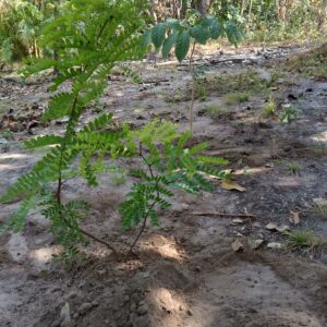 Tree Donation